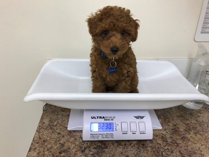 Gizmo being weighed