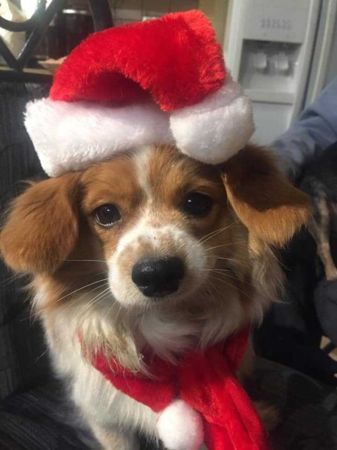 Small dog wearing Santa hat