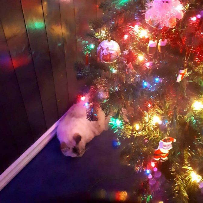 Cat sleeping under christmas tree