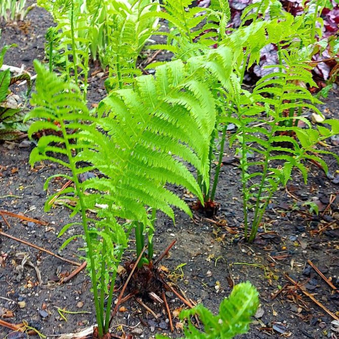 A photo of bright green ferns.