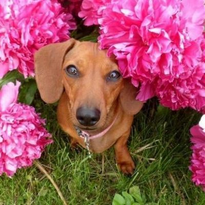 A photo of a dog surrounded by pink flowers.